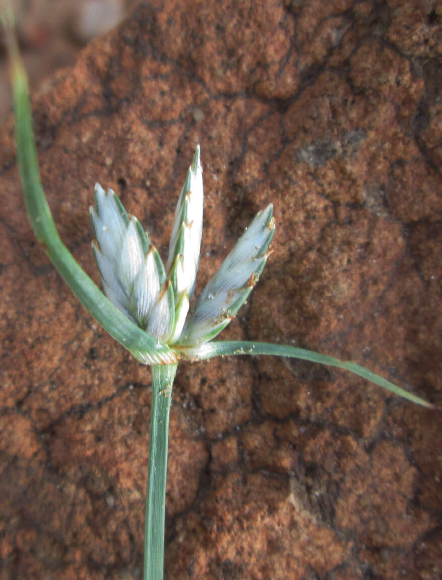 Image of Cyperus margaritaceus Vahl