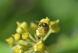 صورة Lamprolonchaea smaragdi (Walker 1849)