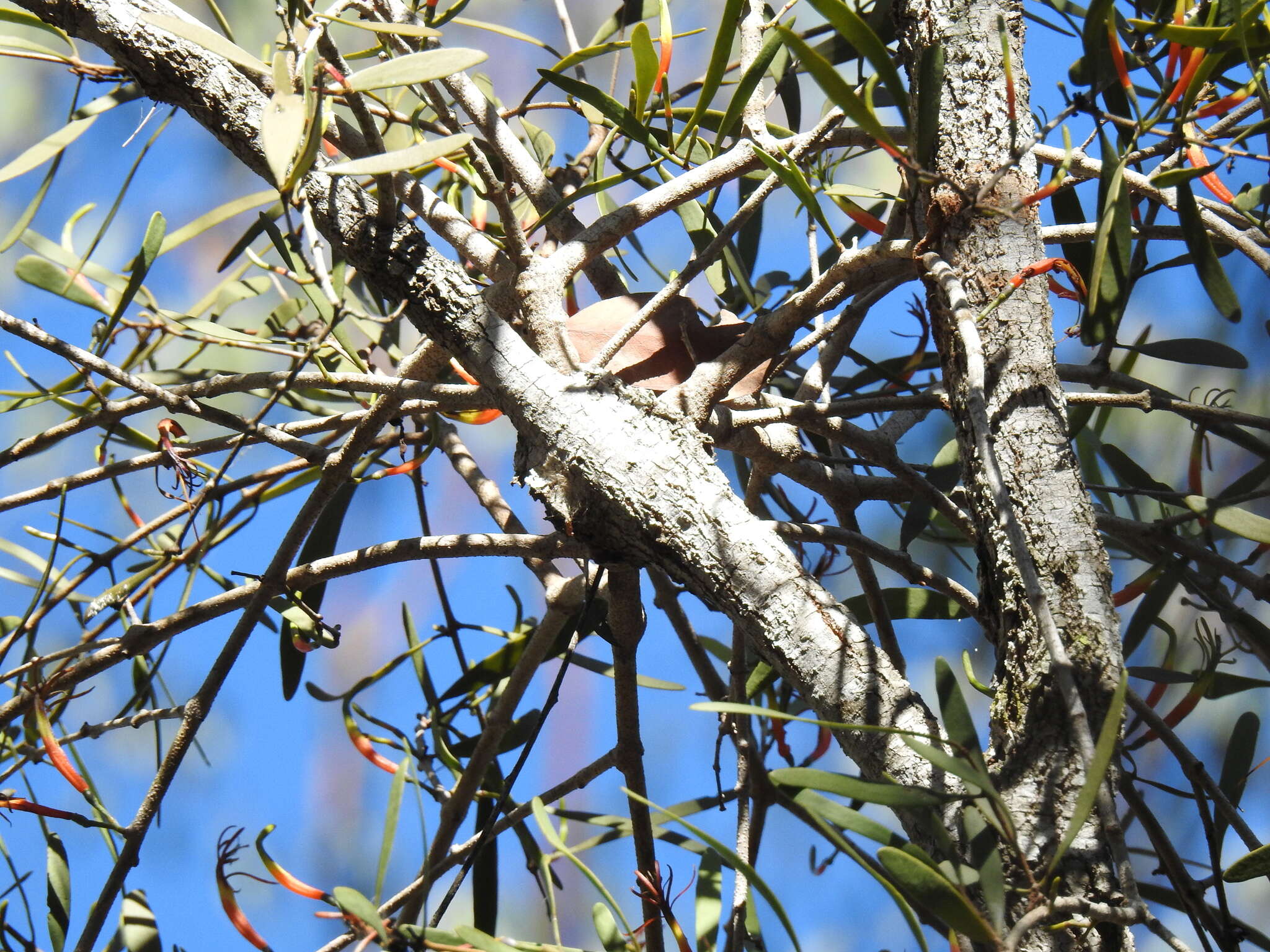 Image of Northern mistletoe