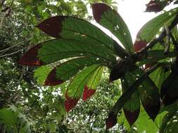 Image of Columnea eburnea (Wiehler) L. P. Kvist & L. E. Skog