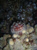 Image of Red Sea fire urchin