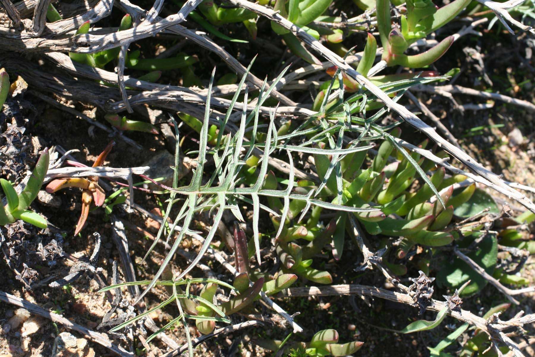 Image of Pelargonium leptum L. Bolus