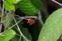 Image of Andes berry