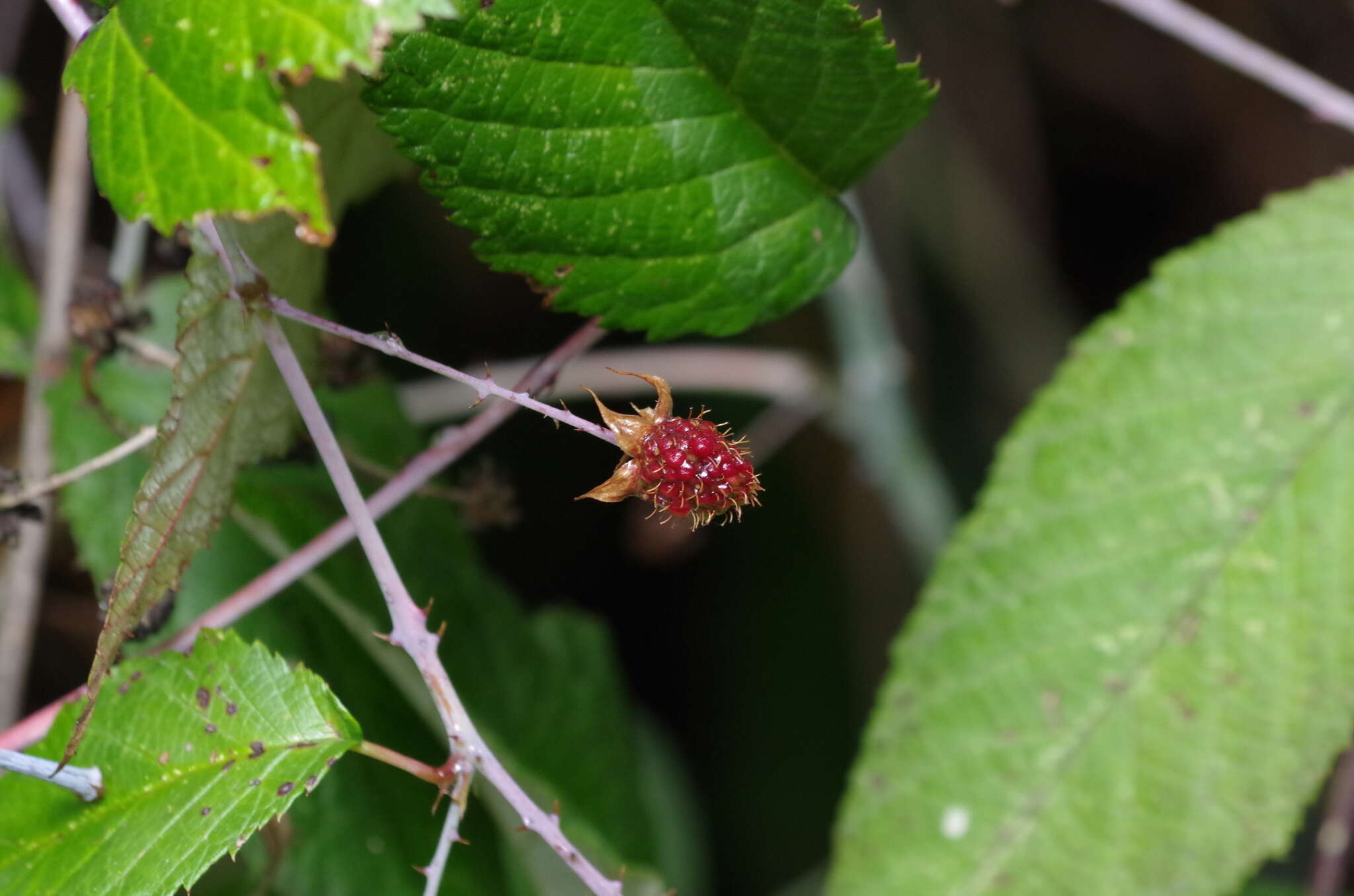 Image of Andes berry