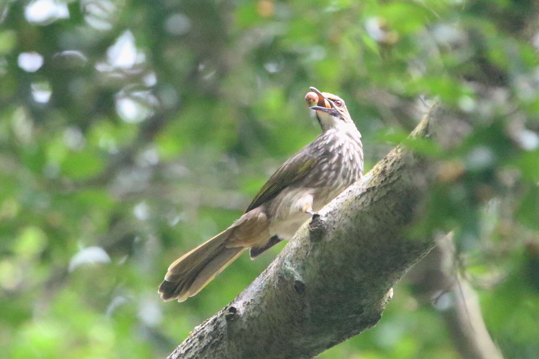 Image of Straw-crowned Bulbul