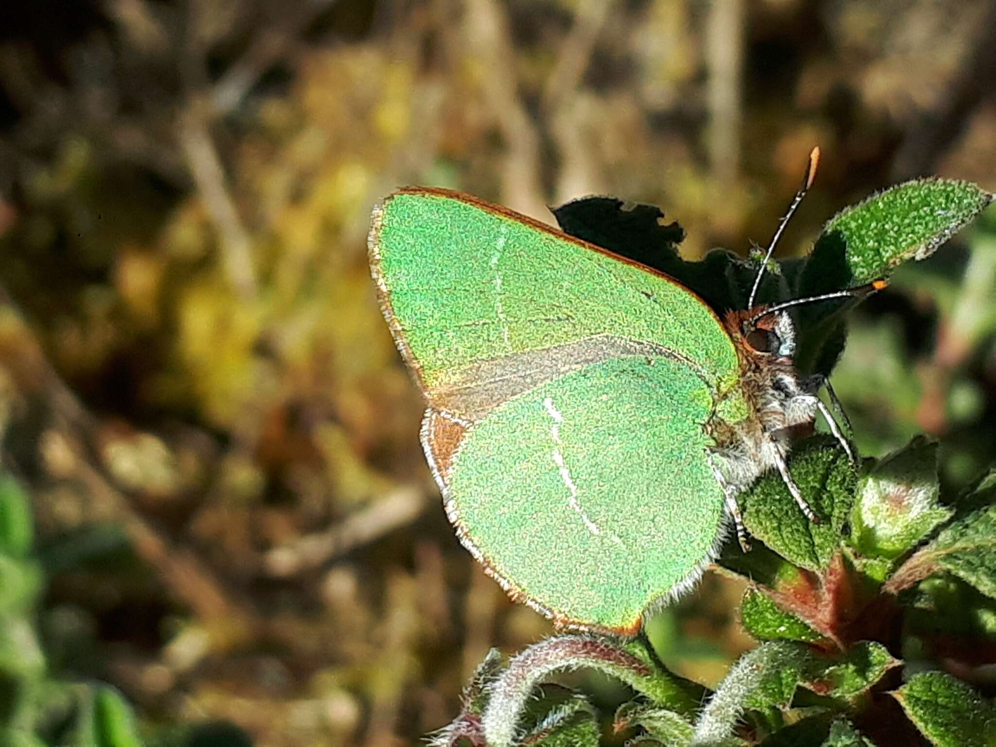 Plancia ëd Callophrys avis Chapman 1909