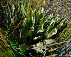 Image de Protea laevis R. Br.