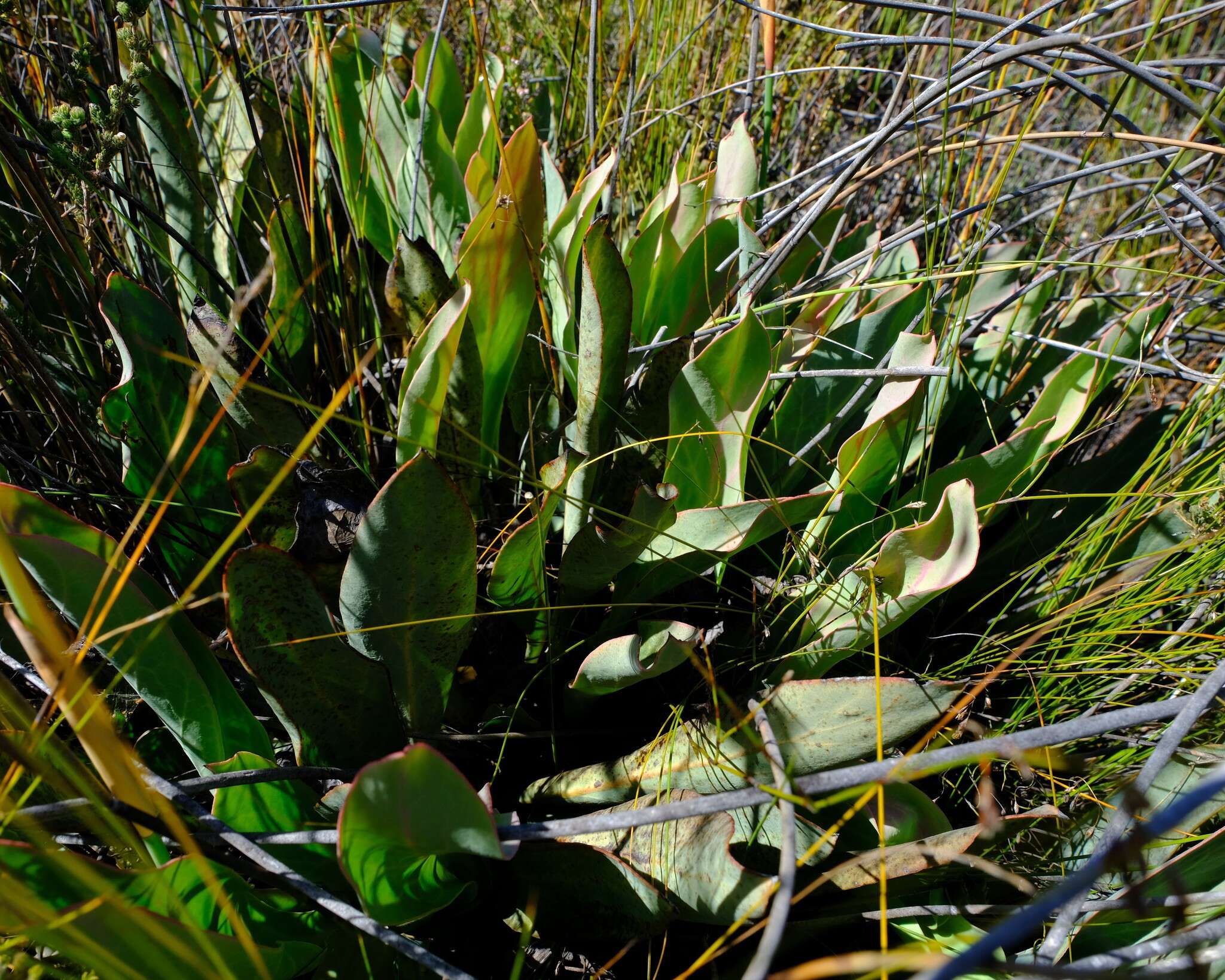 Image de Protea laevis R. Br.