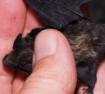 Image of Savi's Pipistrelle