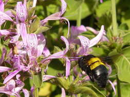 Image of Xylocopa caffra (Linnaeus 1767)