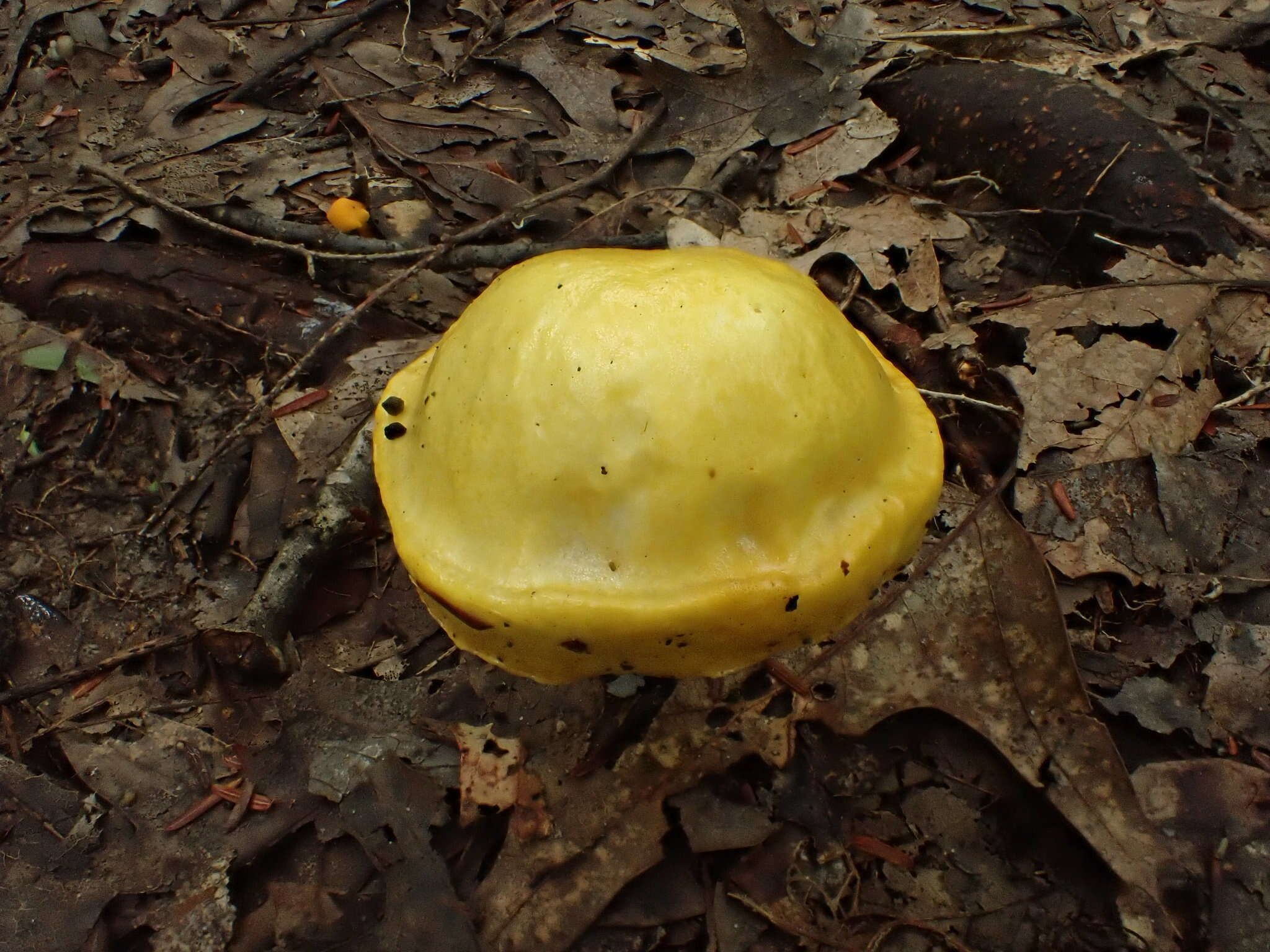 Image of Pulveroboletus curtisii (Berk.) Singer 1947