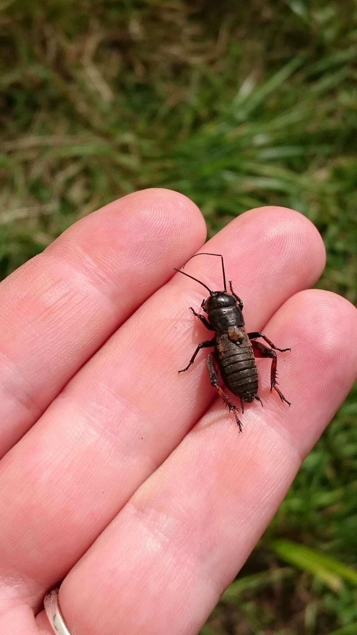 Image of Field cricket