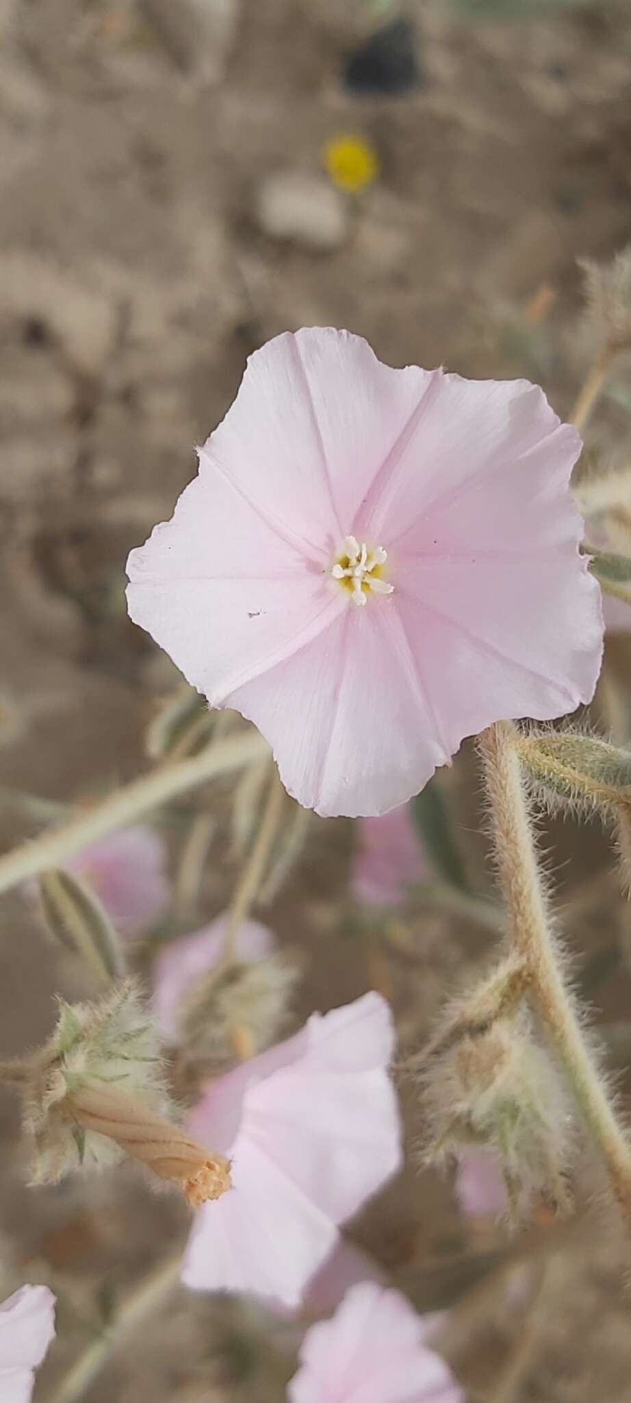 Image of Convolvulus cephalopodus subsp. bushiricus (Bornm.) J. R. I. Wood & Scotland