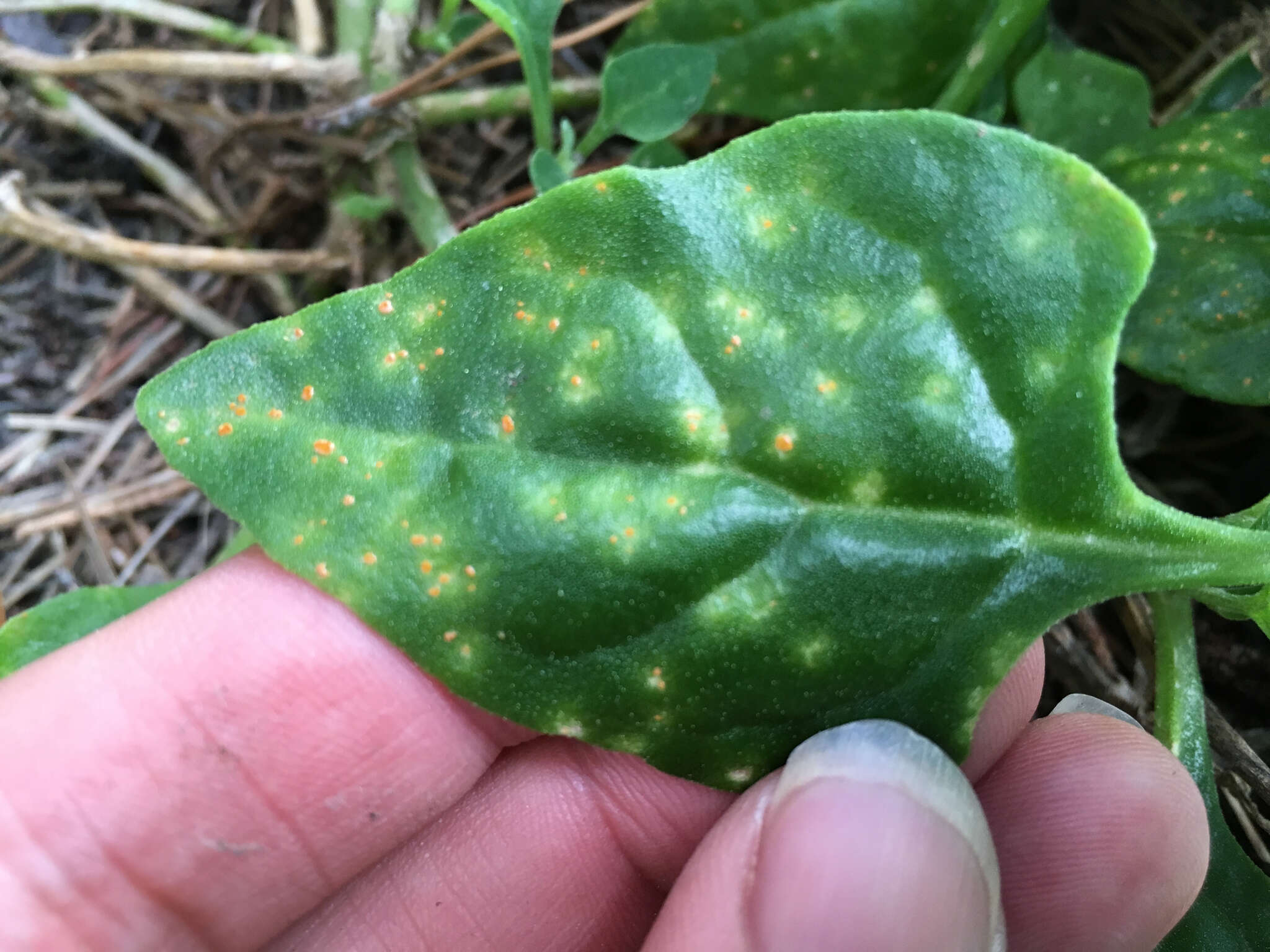 Image of Puccinia tetragoniae McAlpine 1896