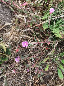 Plancia ëd Clarkia davyi (Jepson) H. & M. Lewis