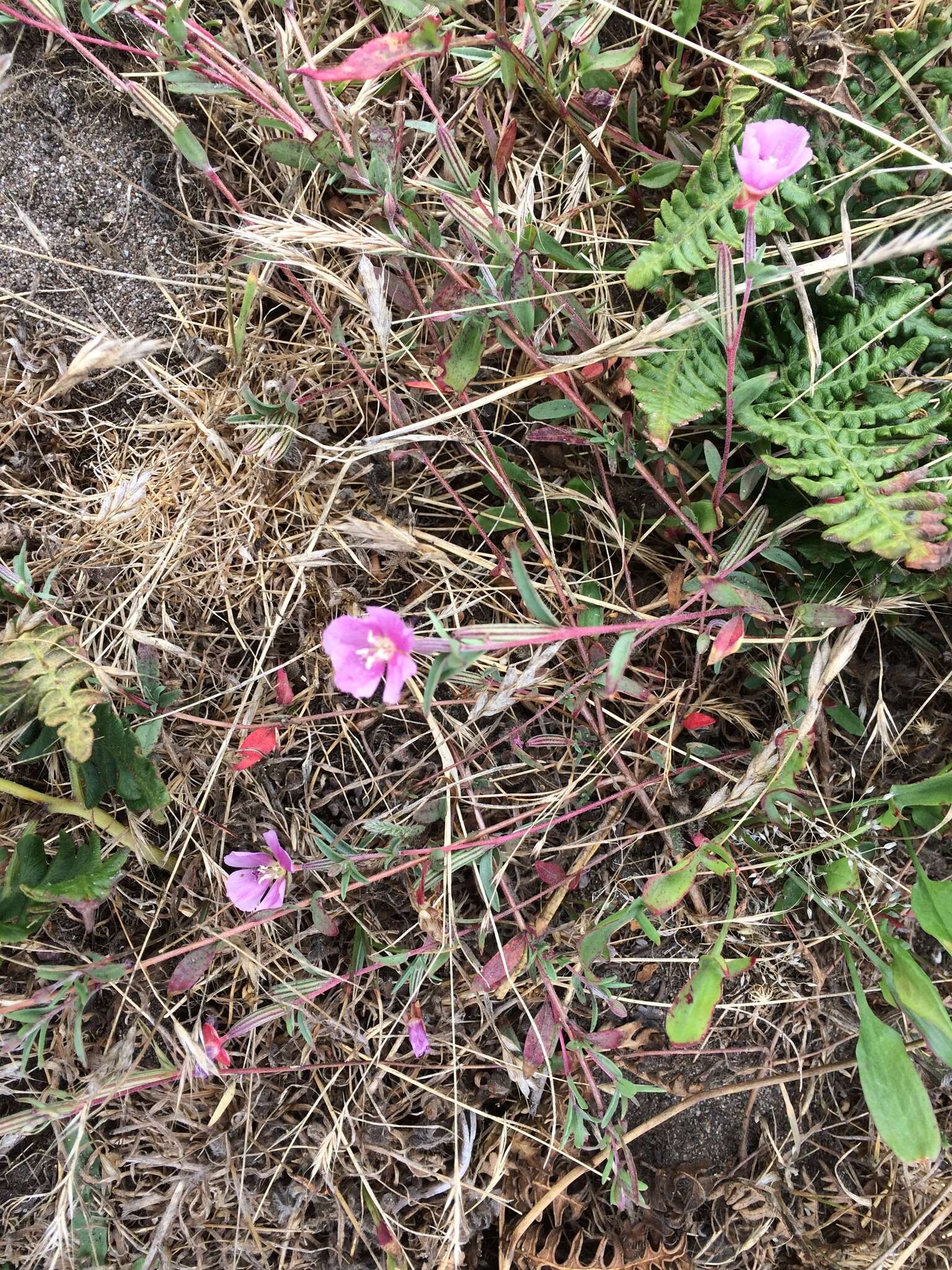 Image of Davy's clarkia