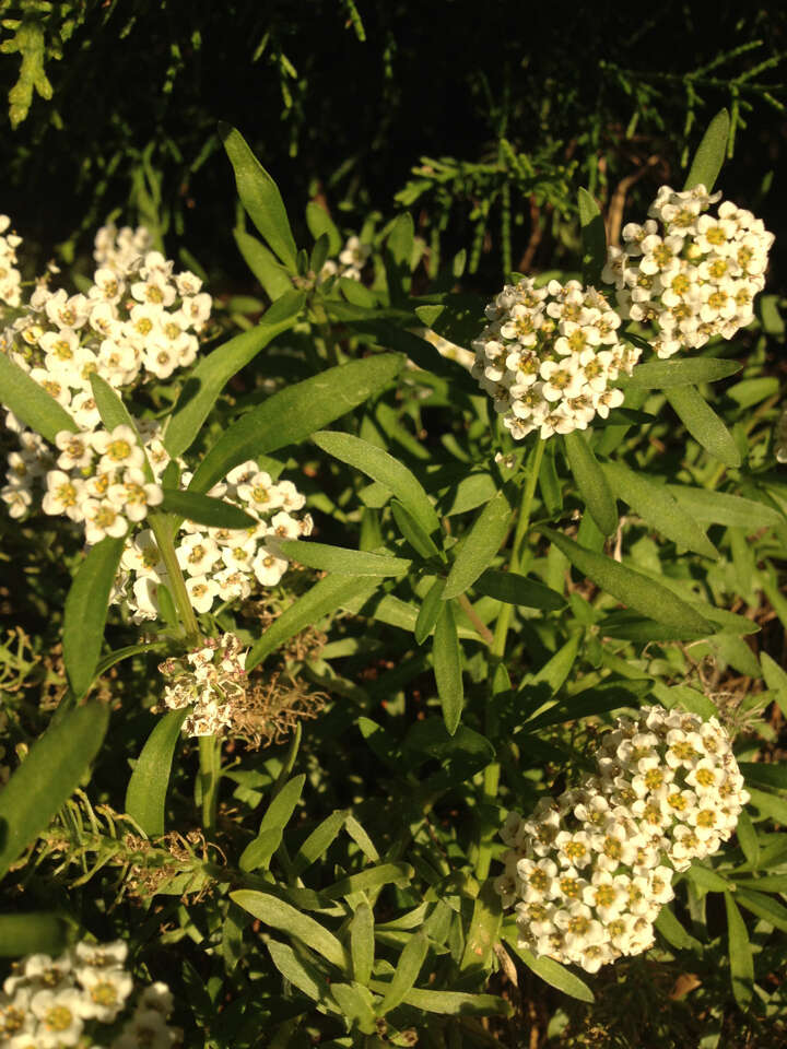 Image de Lobularia