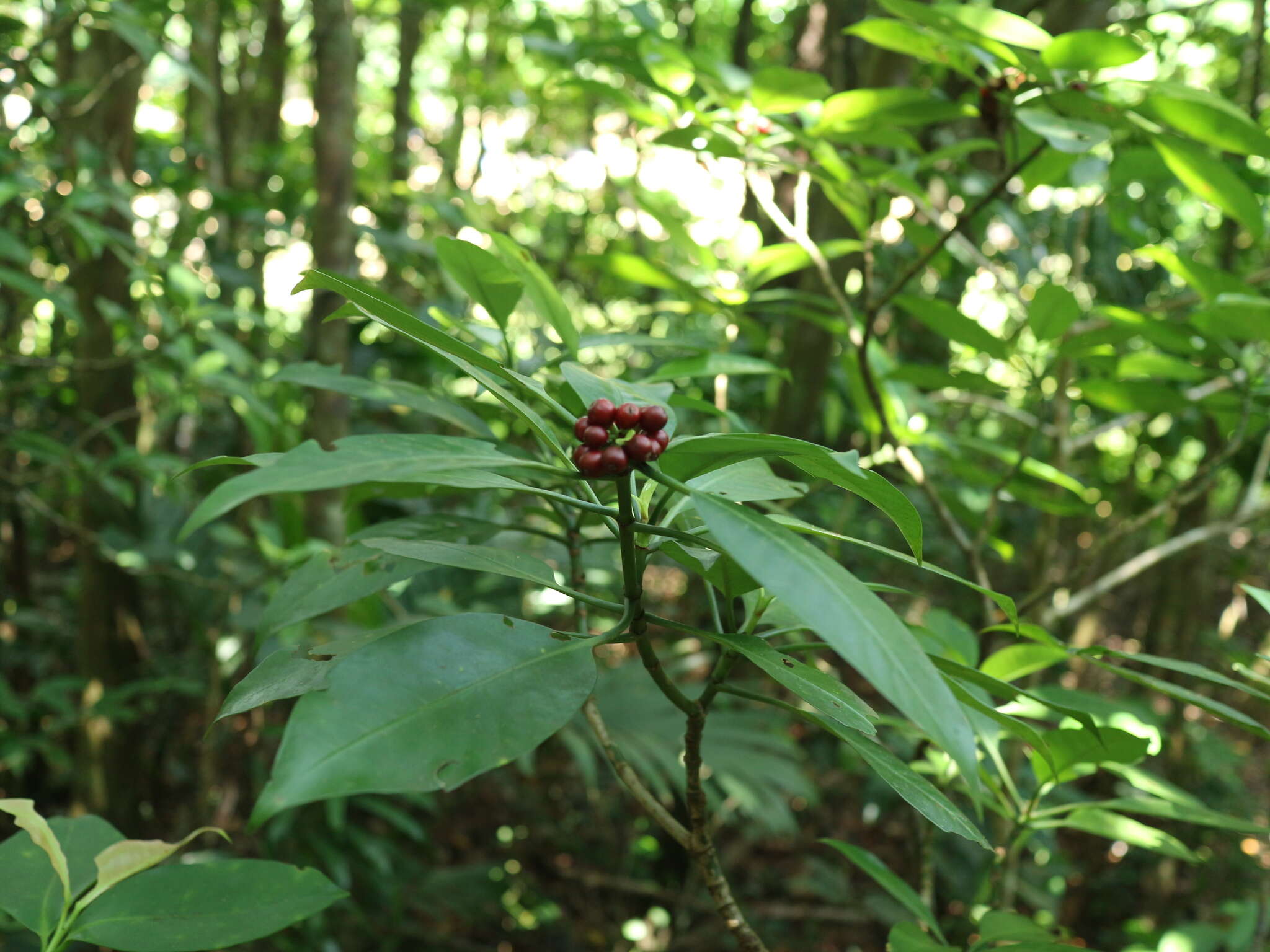 Image of Psychotria cephalophora Merr.