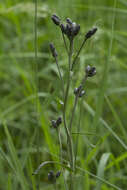 Image de Saussurea triangulata Trautv. & Mey.