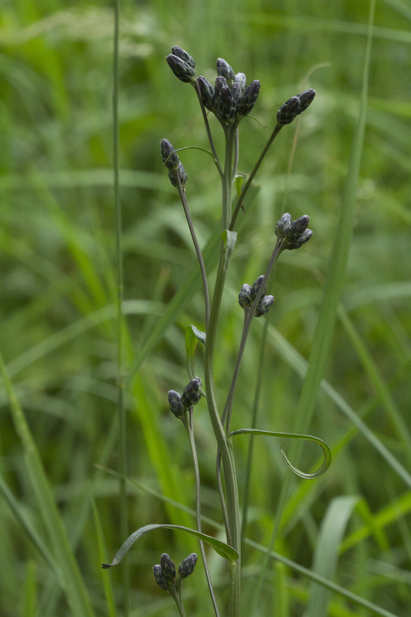 Image de Saussurea triangulata Trautv. & Mey.