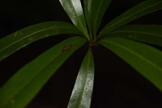 Image of Madhuca neriifolia (Moon) H. J. Lam