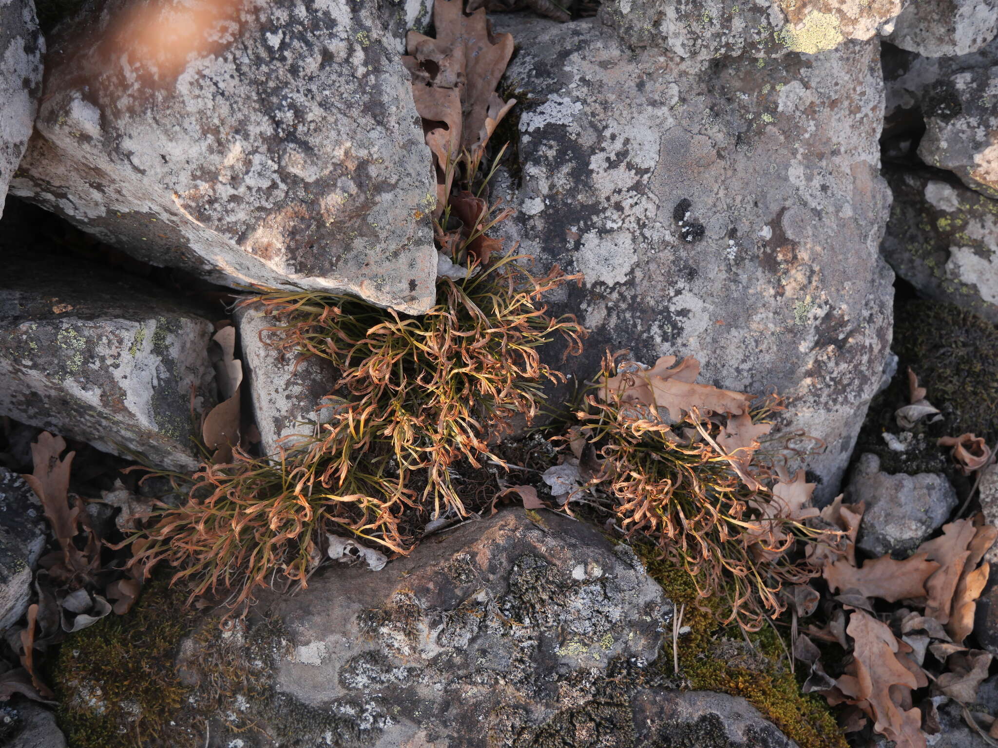 Sivun Asplenium septentrionale subsp. septentrionale kuva