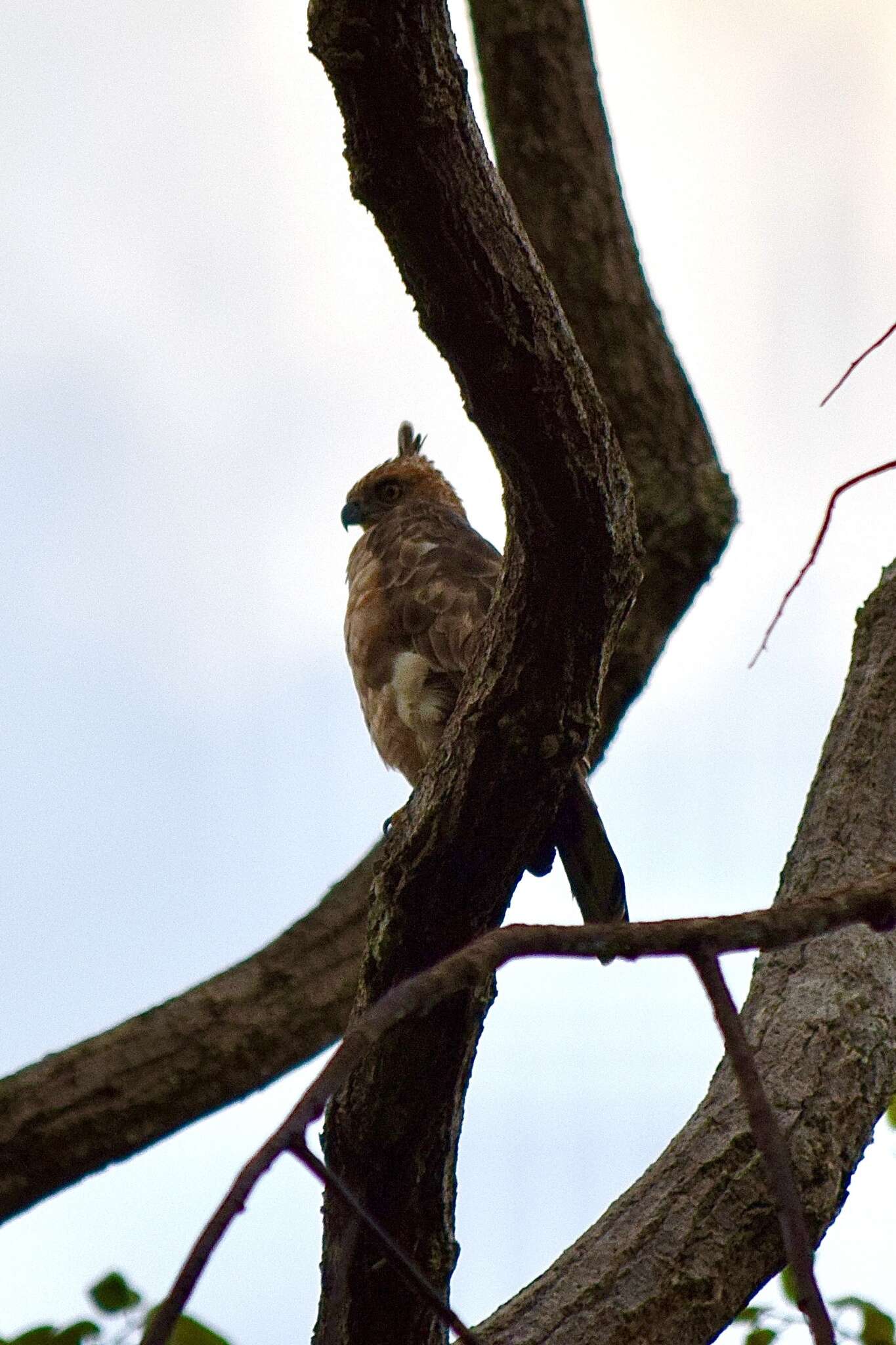 Nisaetus nanus nanus (Wallace 1868) resmi