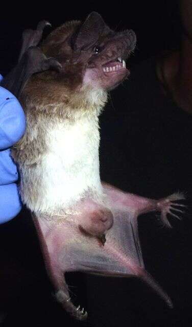 Image of Madagascar White-bellied Free-tailed Bat,