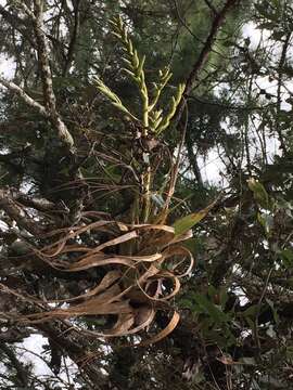 Image of Tillandsia comitanensis Ehlers