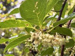 Image de Actinidia callosa var. discolor C. F. Liang