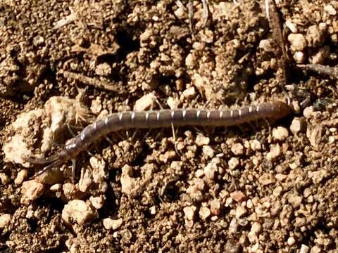 Image of Scolopendra viridis Say 1821