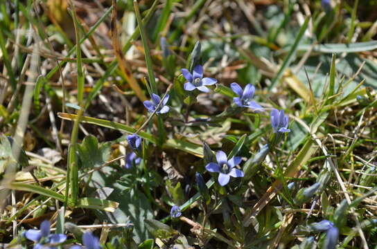 Gentianella azurea (Bunge) Holub的圖片