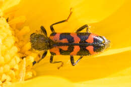 Image of Ornate Checkered Beetle