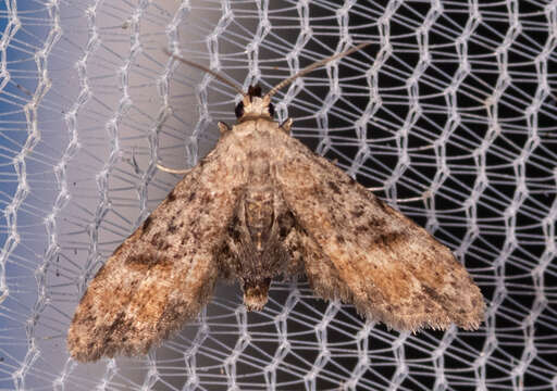 Image of Sigela Moth