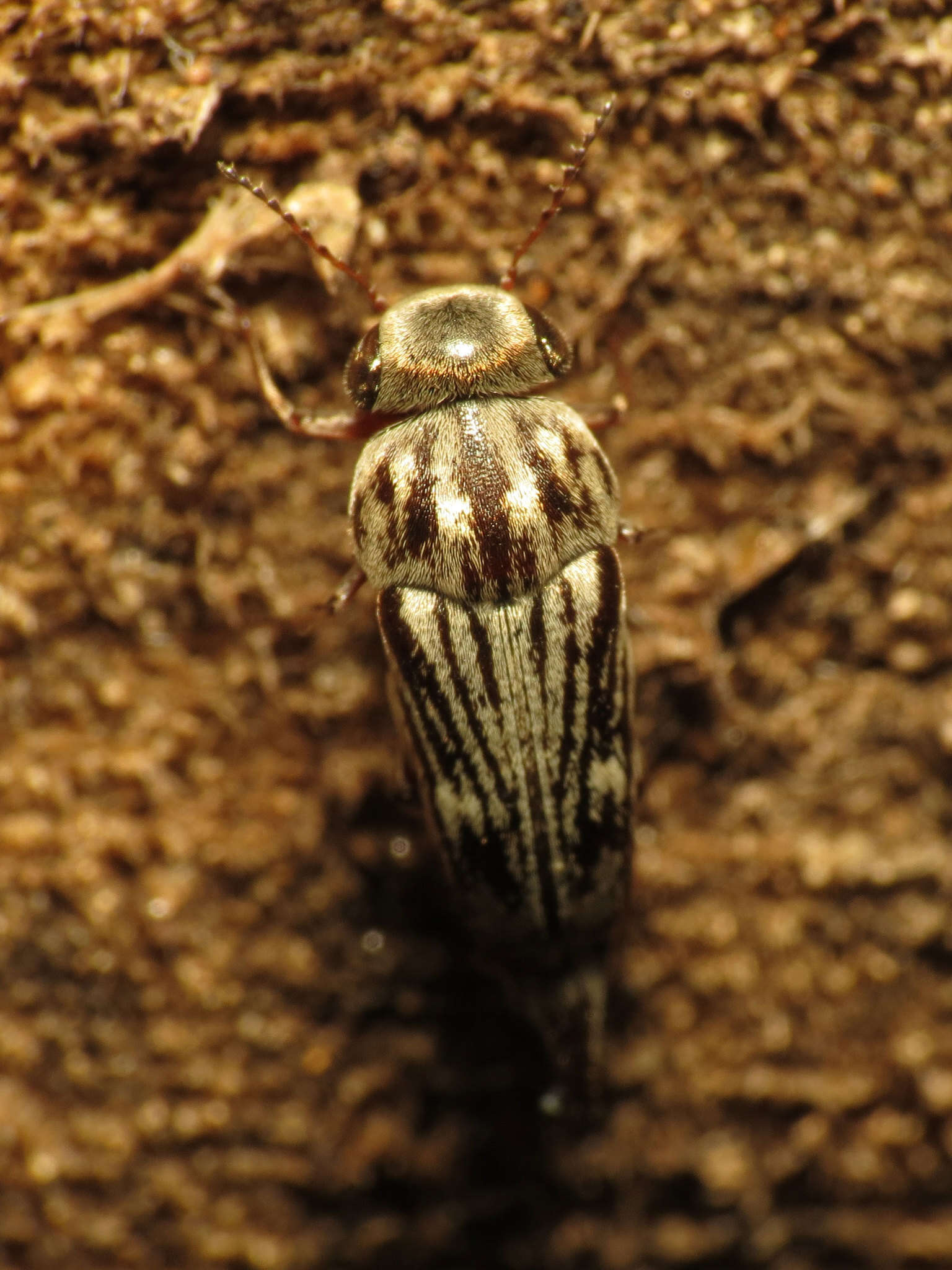 Image de Tomoxia lineella Le Conte 1862