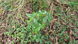 Image of tropical wild petunia