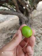 Image de Spondias tuberosa Arruda