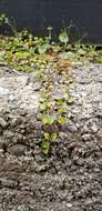 Imagem de Epilobium nummularifolium R. Cunn. ex A. Cunn.