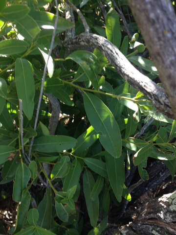 Image of California laurel