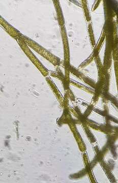 Image of Cladophora glomerata