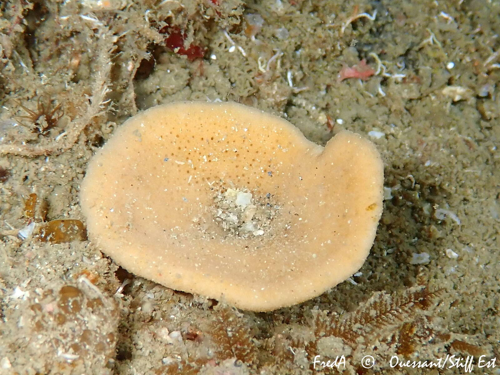 Image of North atlantic cup sponge