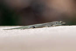 Image of Sharp-snouted Rock Lizard