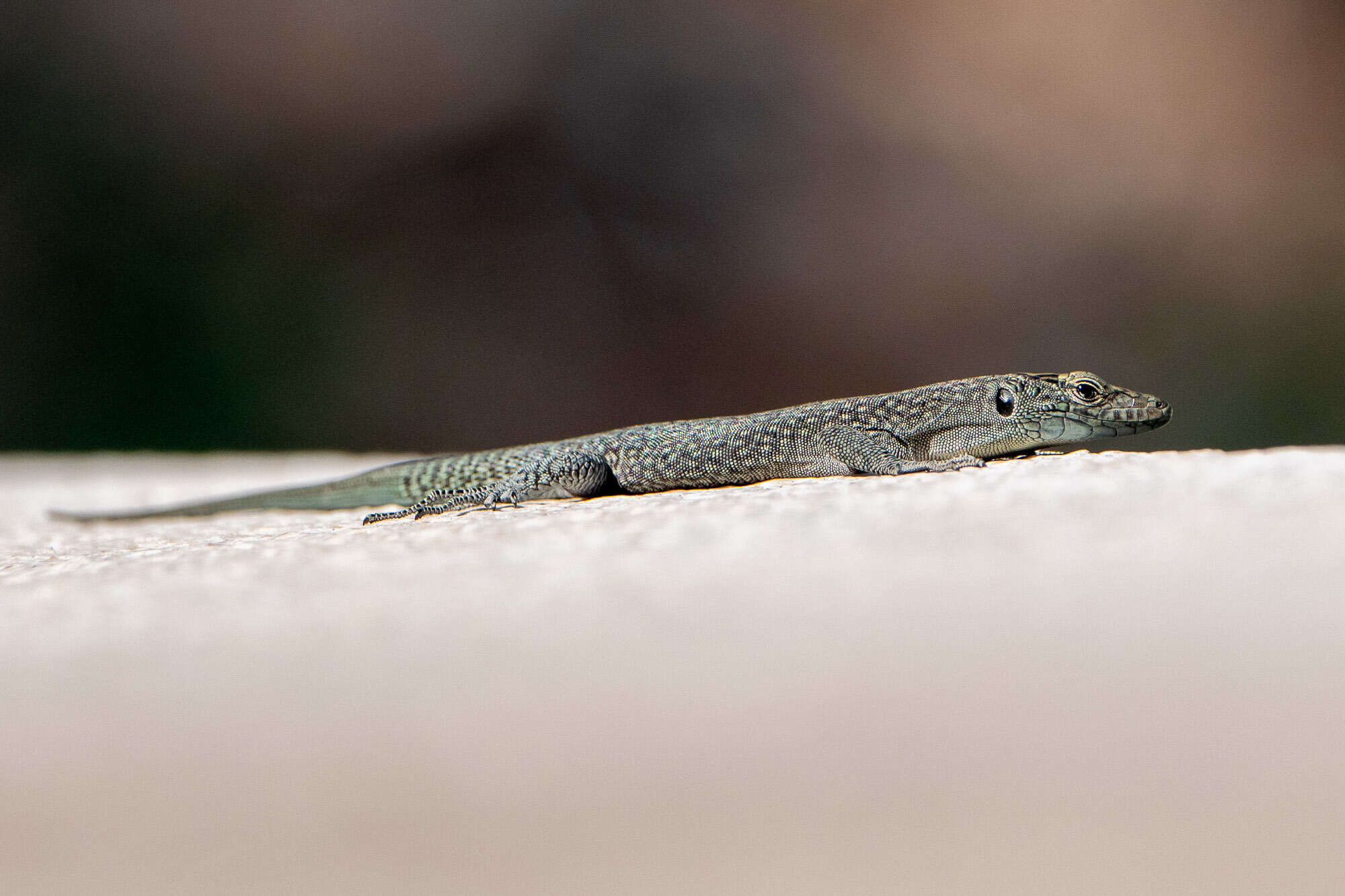 Image of Sharp-snouted Rock Lizard