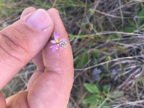 Imagem de Polygala chapmanii Torr. & Gray