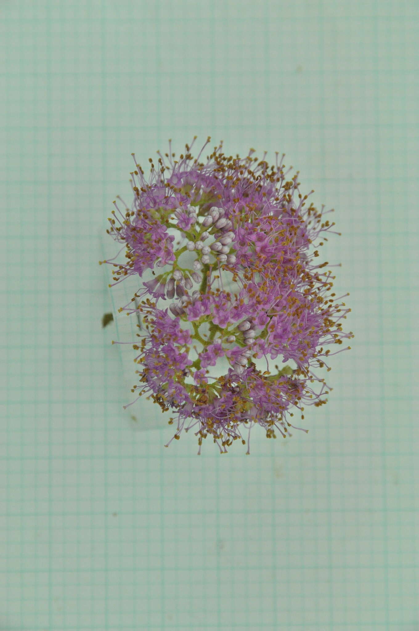 Image of Callicarpa formosana var. formosana