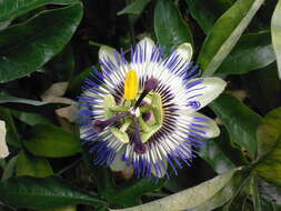 Image of Blue Passion Flower