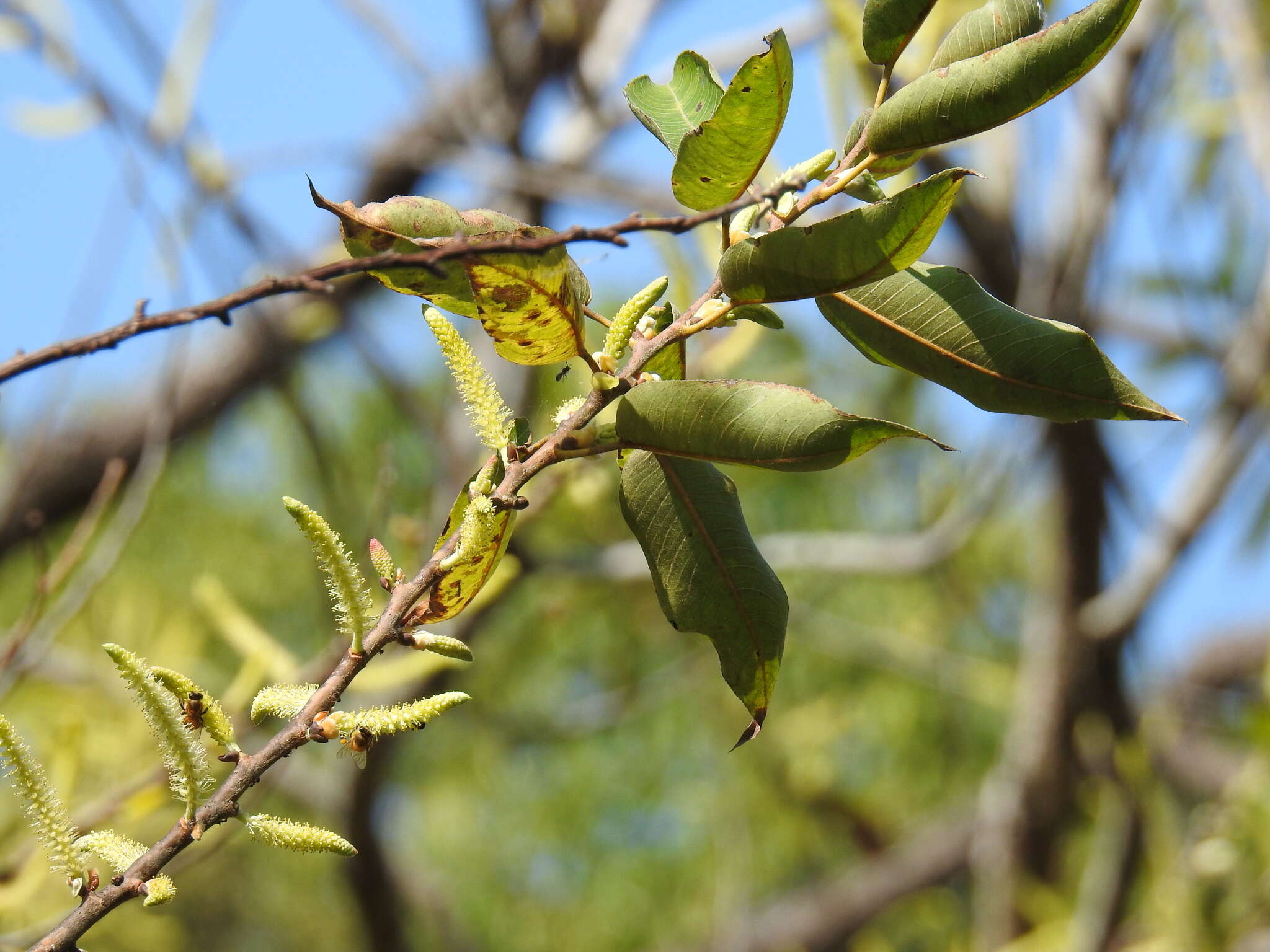 Image of Salix kusanoi (Hayata) C. K. Schneid.