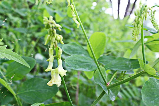 Image of Lathyrus davidii Hance