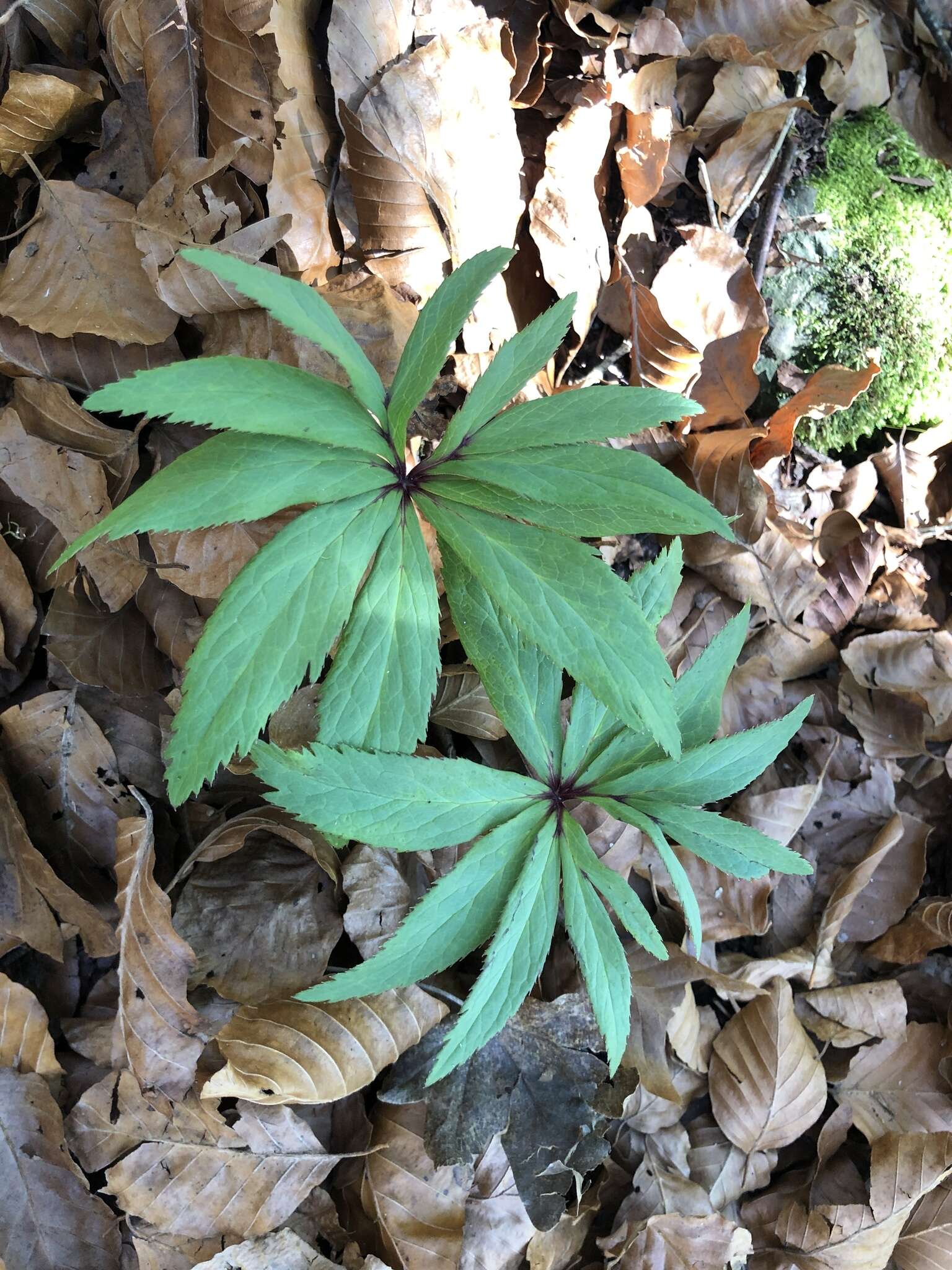 Image of Helleborus viridis subsp. occidentalis (Reuter) Schifner