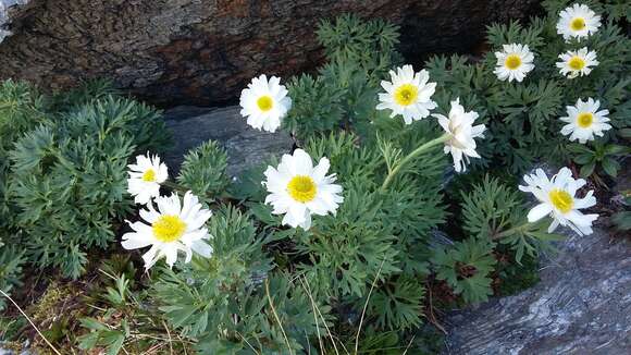 Imagem de Ranunculus buchananii Hook. fil.